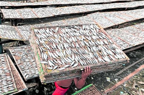 fish oil in tagalog|Marcos: Fishing in Cavite may resume .